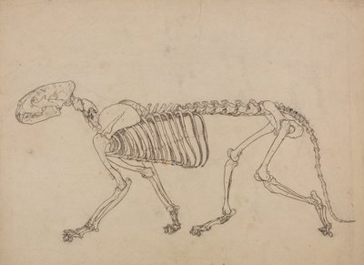 Vergelijkende anatomische expositie van de structuur van het menselijk lichaam met dat van een tijger en een koe door George Stubbs